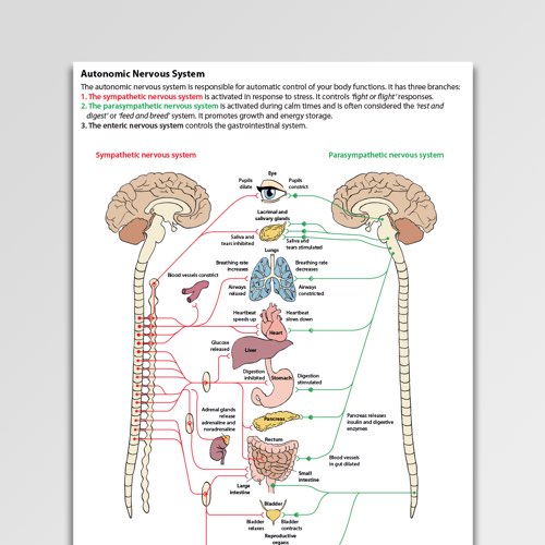 Central Nervous System Diagram Worksheet : Human Body Systems Overview